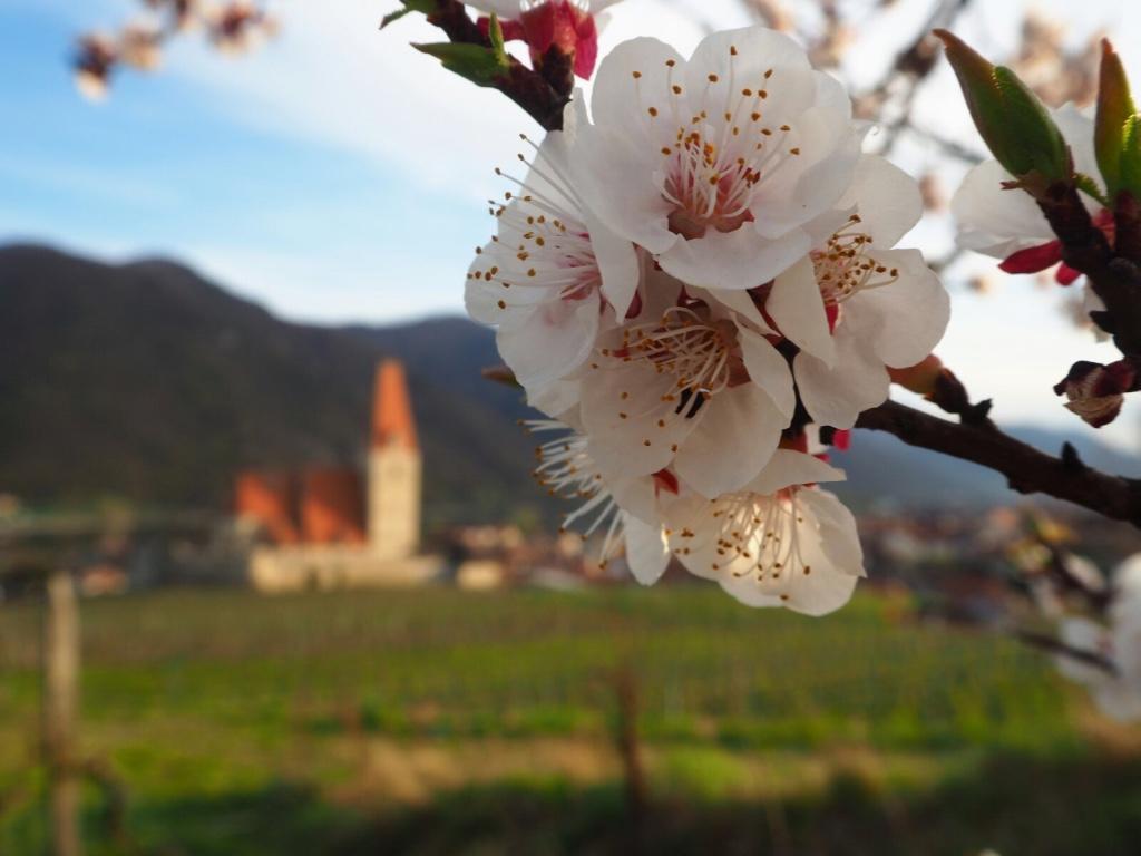 Gaestehaus Haiminger Ehemalig Schmelz Weissenkirchen in der Wachau Dış mekan fotoğraf